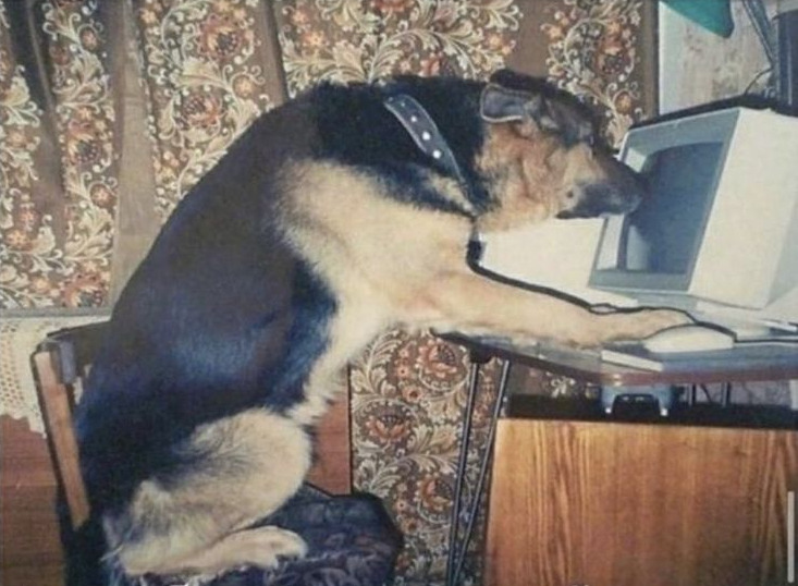 Photo of a German Shepherd sat at an old desktop PC